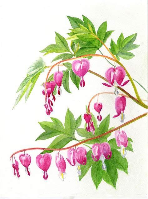 Bleeding Heart Flower Drawing at PaintingValley.com | Explore ...