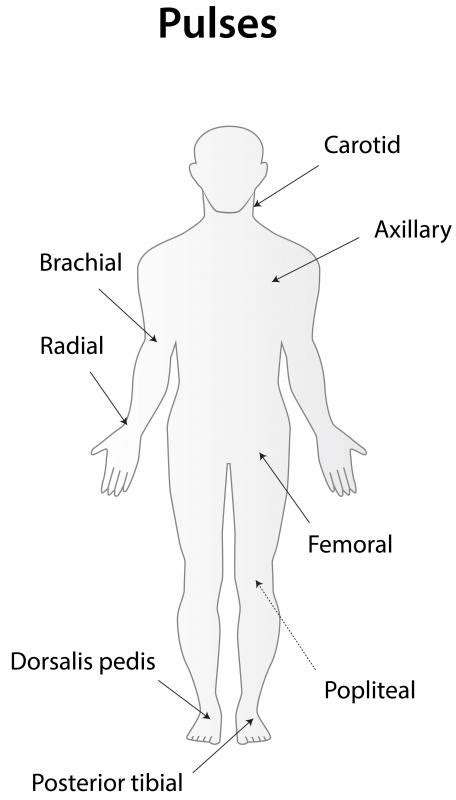 [Get 20+] Get Posterior Tibial Artery Location Background jpg