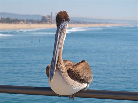 Huntington Beach Pier - Pier Fishing in California