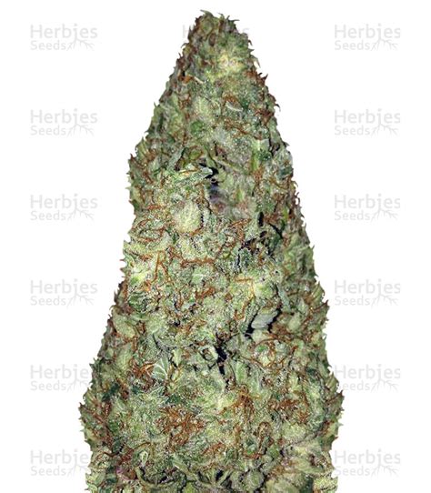 Old Afghani Regular Strain - SeedFare Find the Perfect Seed at the ...