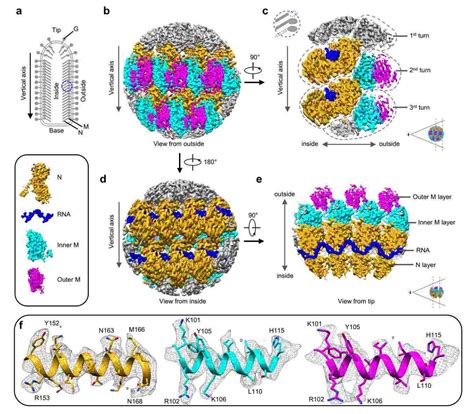 Structural Research of Rhabdoviridae - Creative Biostructure