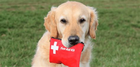 Pet First Aid Kit - A Checklist Of What To Include