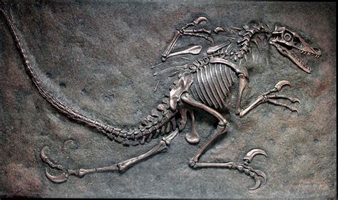 Velociraptor Fossil Dig – Bronze | Natureworks