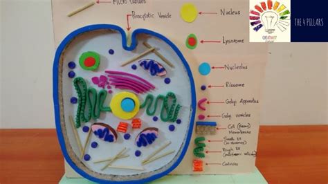 Animal Cell 3d Model Examples