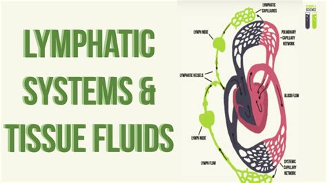 Igcse Biology Revision Part 11 Lymphatic System And Tissue Fluid