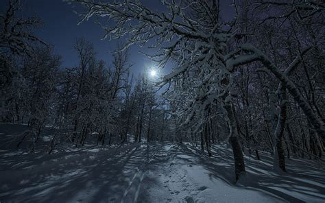 Night Snowy Forest