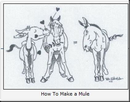 The Donkey Archives: Mule Facts