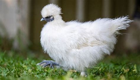 White Silkie Chickens Breed Profile & Photos - Silkie Chicken Experts