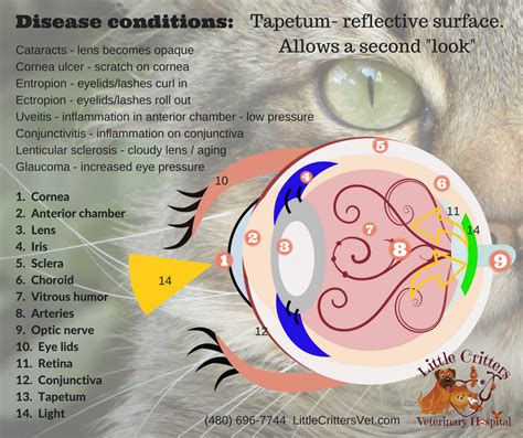 Cat Eye Anatomy Diagram