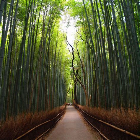 Sagano Bamboo Forest in Kyoto, Japan