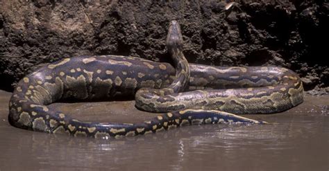 Top 10 largest snakes in the world