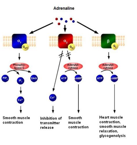 Adrenaline (epinephrine) : Virtual Library