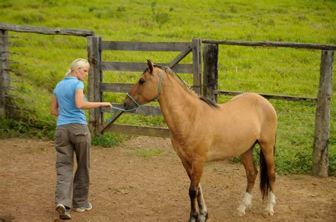 Challenging Horse Fever | Horses for Orphans