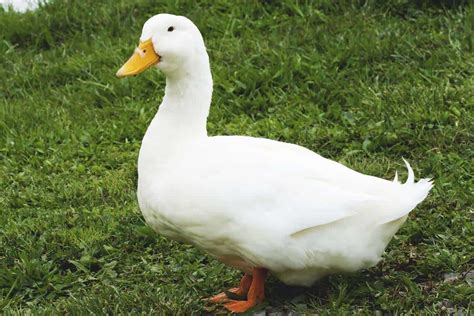 Pekin Duck: America’s Most Popular Dual-Purpose Breed