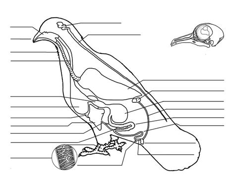 Pigeon Anatomy