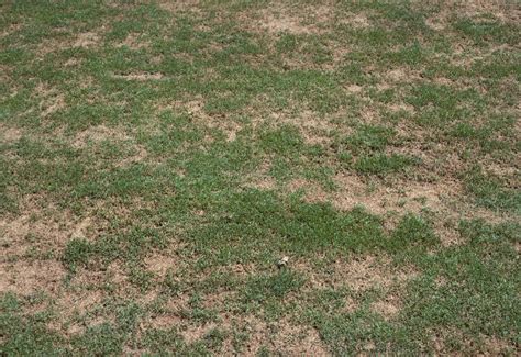 Turf: Brown Patch | Center for Agriculture, Food, and the Environment ...