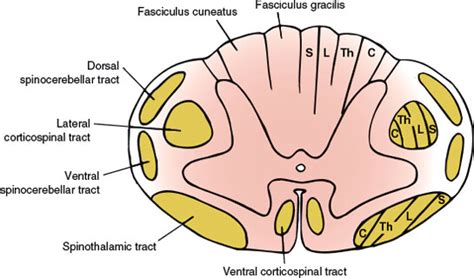 Cervical Spinal Cord Cross Section