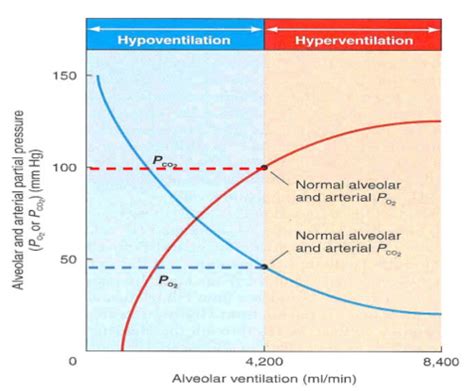 Pulmonary Ventilation and the Alveolar Gas Equation Flashcards | Quizlet