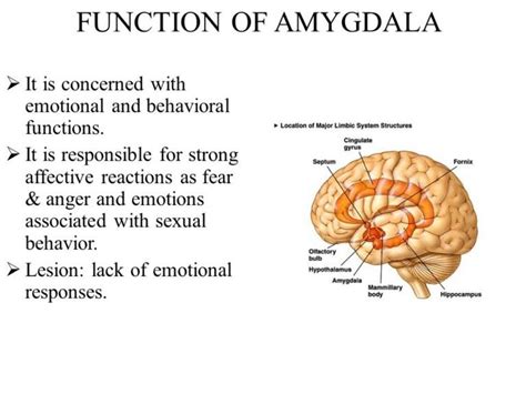 amygdala function - Anatomy Info