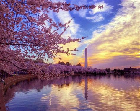 Washington DC Cherry Blossom Wallpapers - Top Free Washington DC Cherry ...