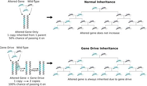 Gene drive can propel genes throughout populations combined with CRISPR ...