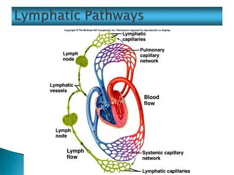 Ppt Tissue Fluid And The Lymphatic System Powerpoint Presentation Id