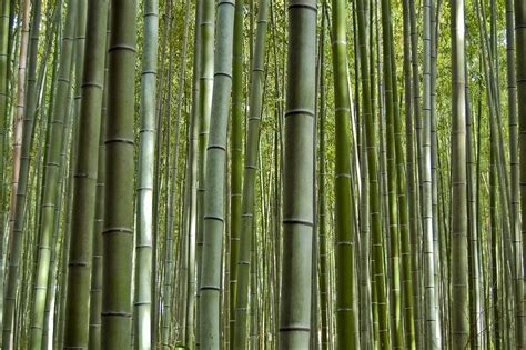 Sagano Bamboo Forest at Arashiyama, Kyoto | Amusing Planet