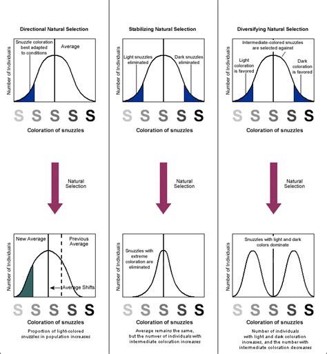 Biology Graphs: Natural Selection