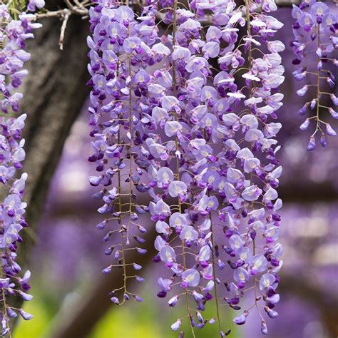 Wisteria Floribunda 'Black Dragon', Japanese Wisteria | lupon.gov.ph