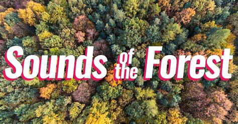 Free Audio Library Features "Sounds of the Forest" From Around the ...