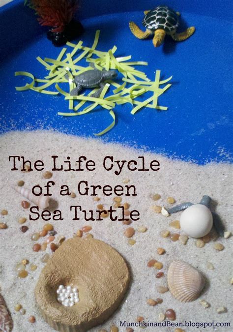 Munchkin and Bean: The Life Cycle of a Green Sea Turtle