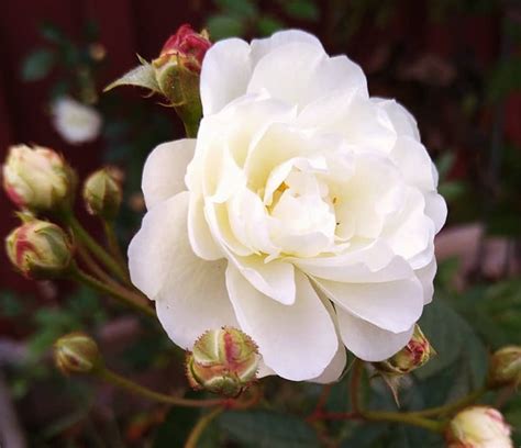 8 Types Of White Roses For Mixed Borders - SONG OF ROSES