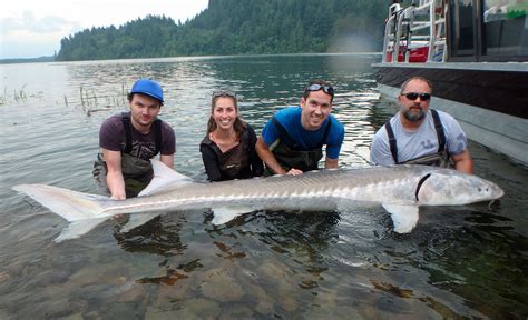 Sturgeon Fishing Season In Washington State - All About Fishing