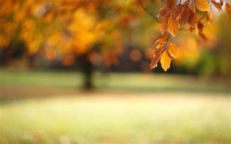 Hintergrundbilder : Bokeh, Makro, Ast, Laub, Herbst 1920x1200 ...