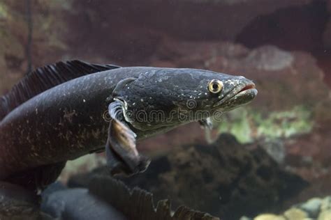 Snakehead Fish Channa Marulius in Aquarium. Wildlife Animal Stock Photo ...