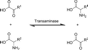 Transfer of amino groups - Biochemistry MCQ « PG Blazer