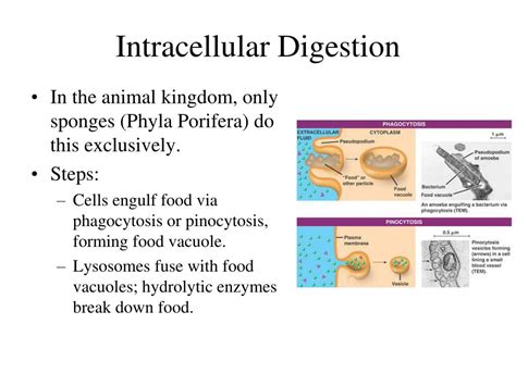 Diagram Illustrating Intracellular Digestion And The Role