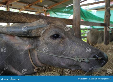 Buffalo Close Up,a Heavily Built Wild Ox With Backswept Horns , Stock ...