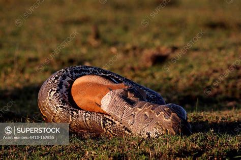 African rock python eating a Thomson's gazelle Masai Mara - SuperStock