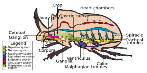 Beetle, Morphology, Scale insects