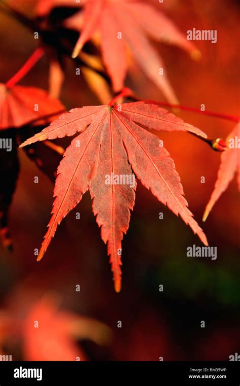 Close-up of maple leaf Stock Photo - Alamy