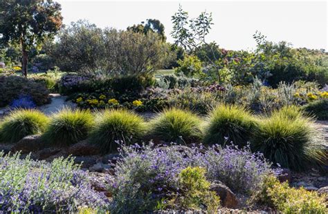 Best Australian Native Plants For Small Gardens - Garden Design Ideas