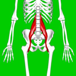 Psoas major muscle - Wikipedia