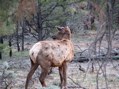 We're Here Now: Grand Canyon Wildlife