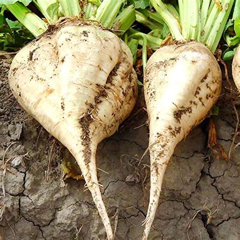 The Best Beet Varieties to Plant This Season | Gardener's Path