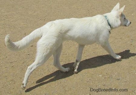 American White Shepherd Dog Breed Pictures, 1