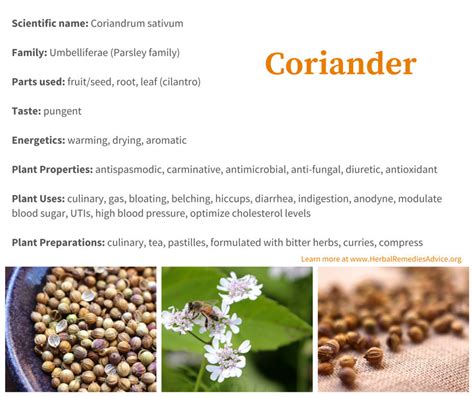 Coriander Benefits