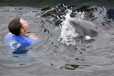 Dolphins can problem solve like humans, study says - The Boston Globe