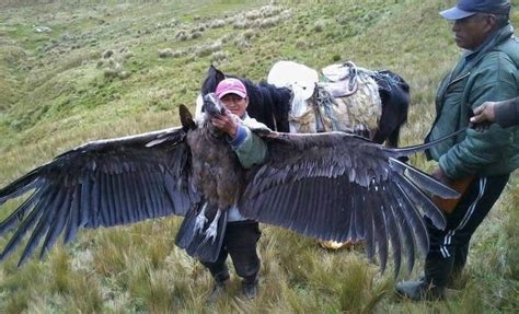 Does This Photograph Show a Condor Killed in America? | Snopes.com