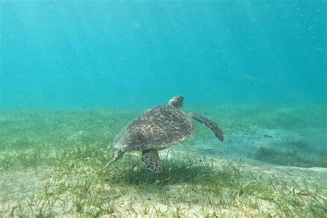 Culebra Snorkeling with Turtles and Flamenco Beach Ferry Day Trip (Mar ...